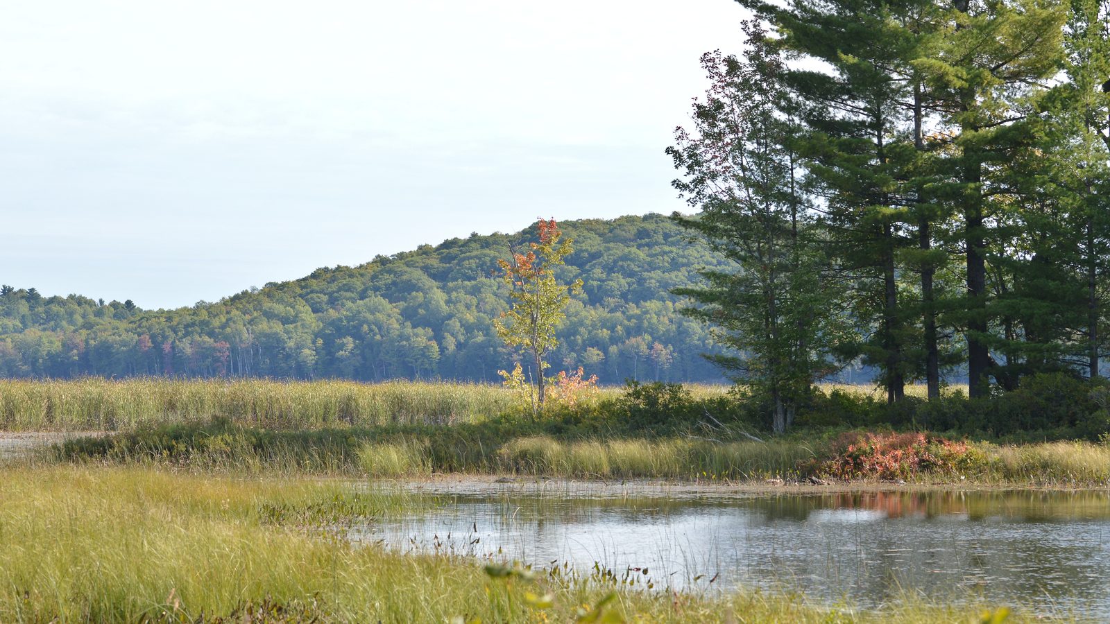 Autumn marsh and a lone pine along the shore of Lac la Pêche