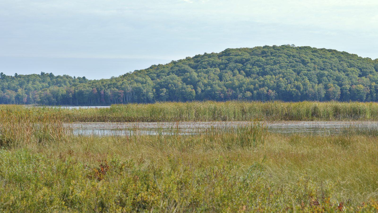 Wetland and reeds along a shallow bay of Lac la Pêche, Gatineau Park